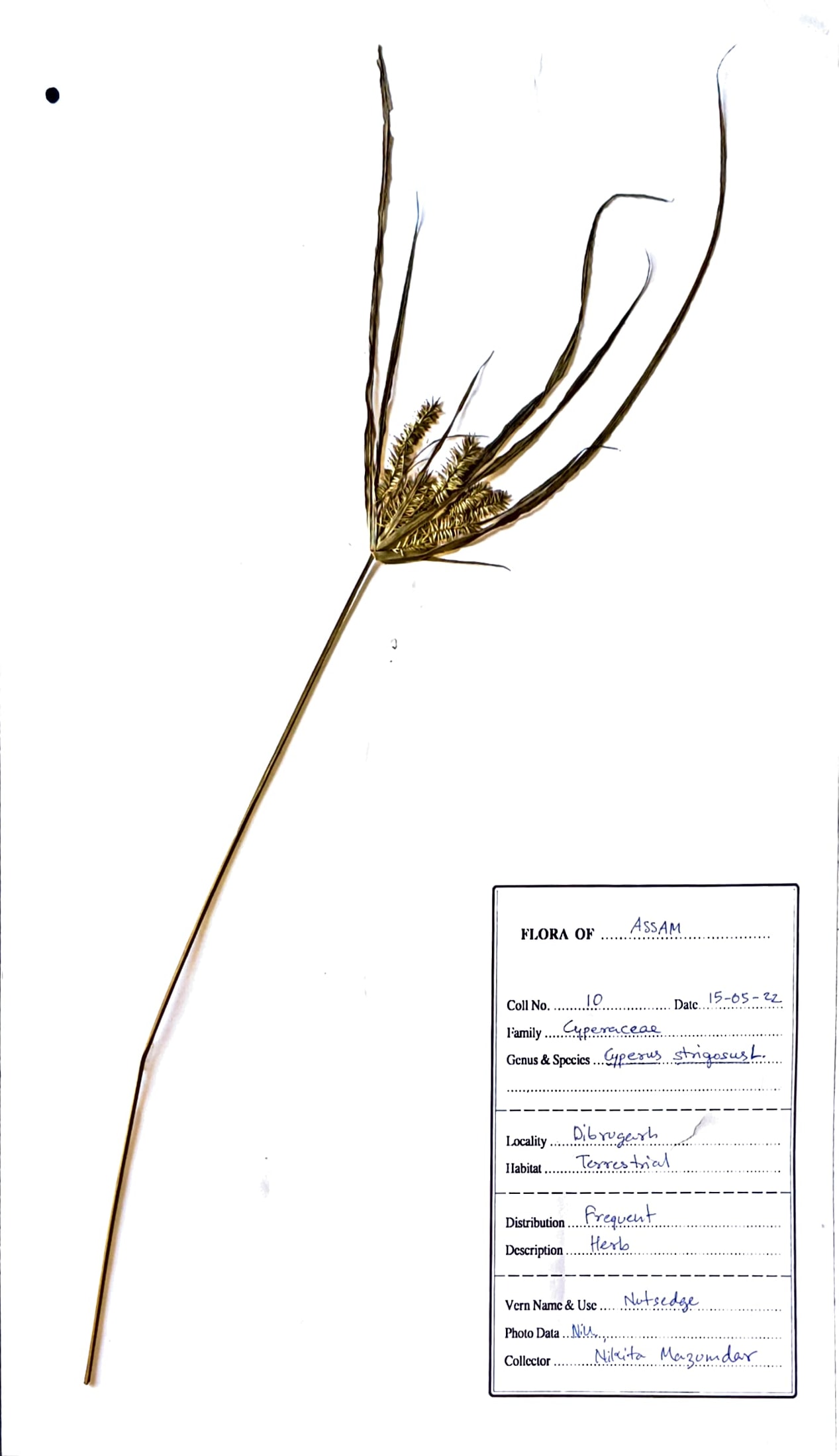 Kenya bon (Ass.) (Herbarium)